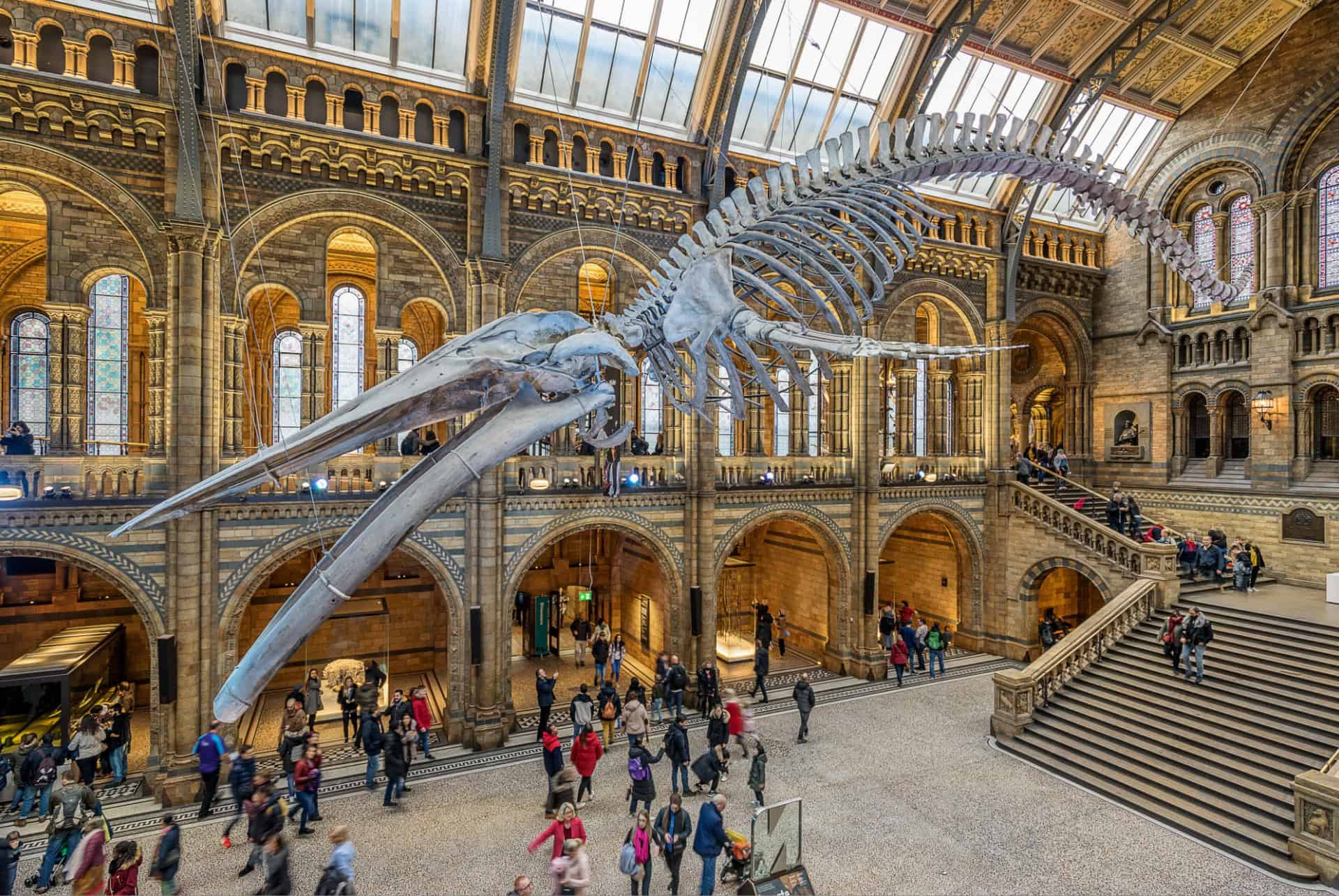 gigantesque squelette de baleine dans le hall du musee histoire naturelle gigantesque squelette de baleine dans le hall du musee histoire naturelle