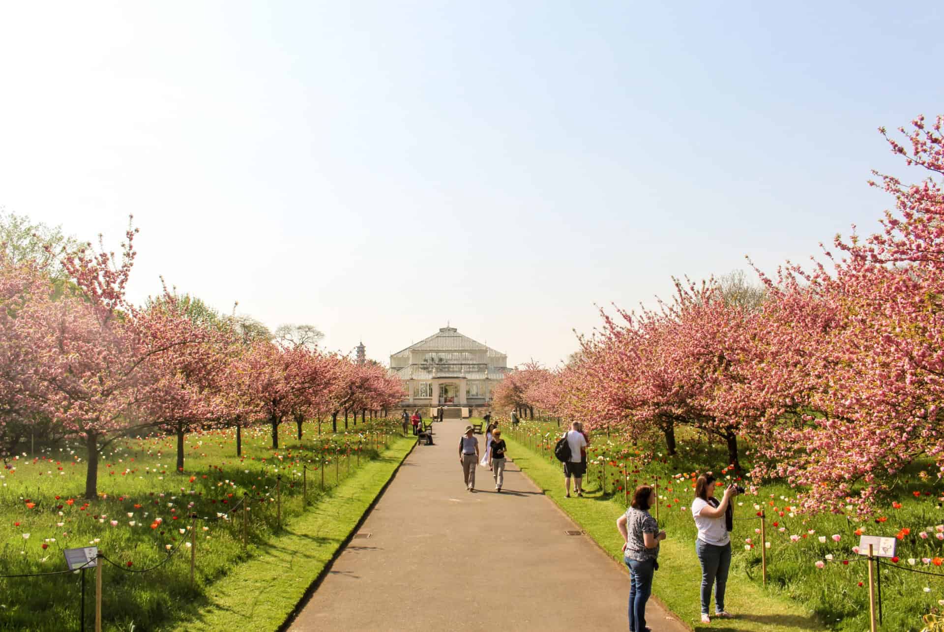 kew gardens cherry walk kew gardens cherry walk