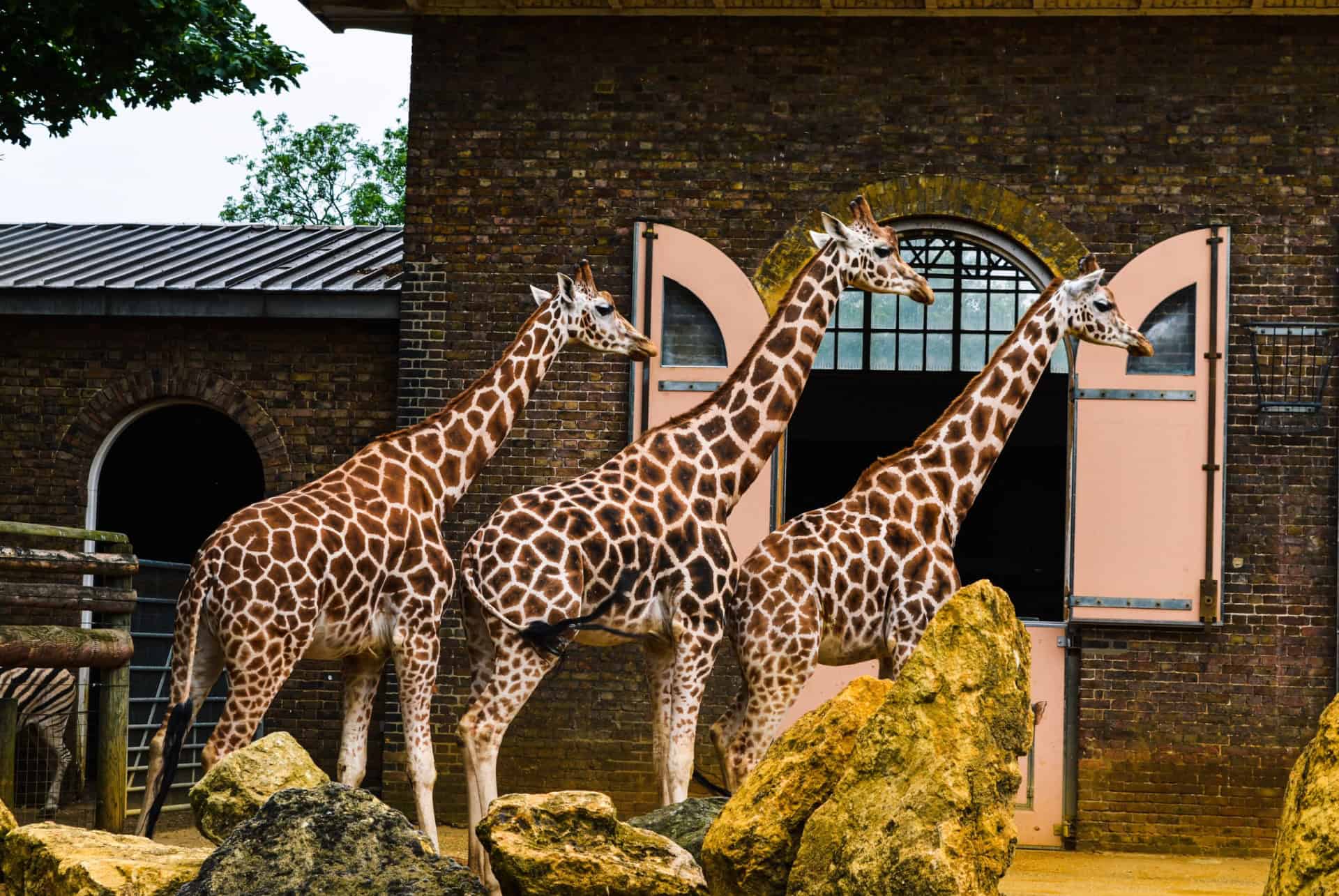 zoo de londres zoo de londres