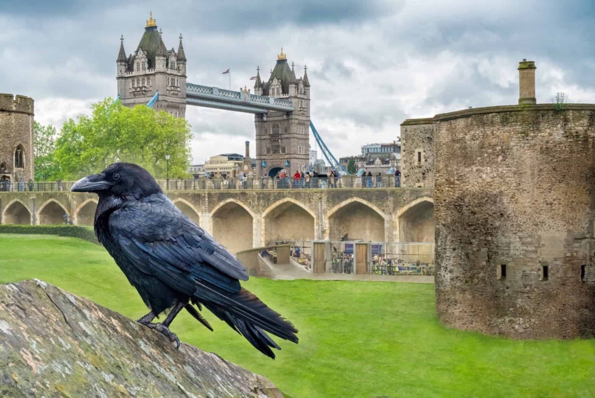 corbeau tour de londres corbeau tour de londres