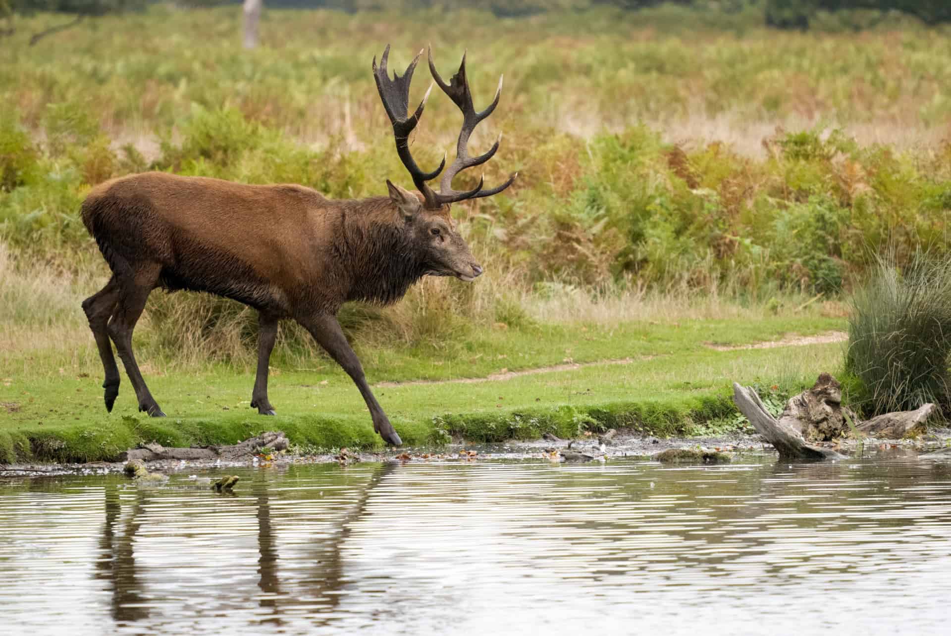 bushy park londres bushy park londres