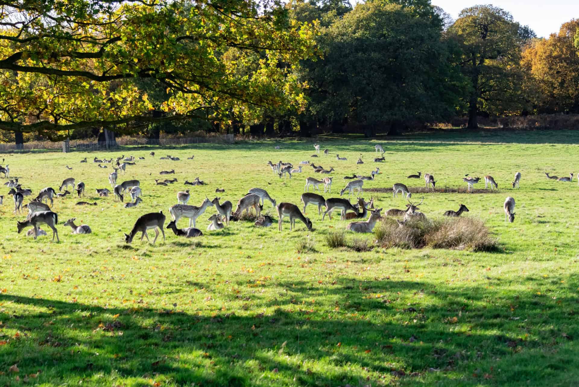 richmond park richmond park