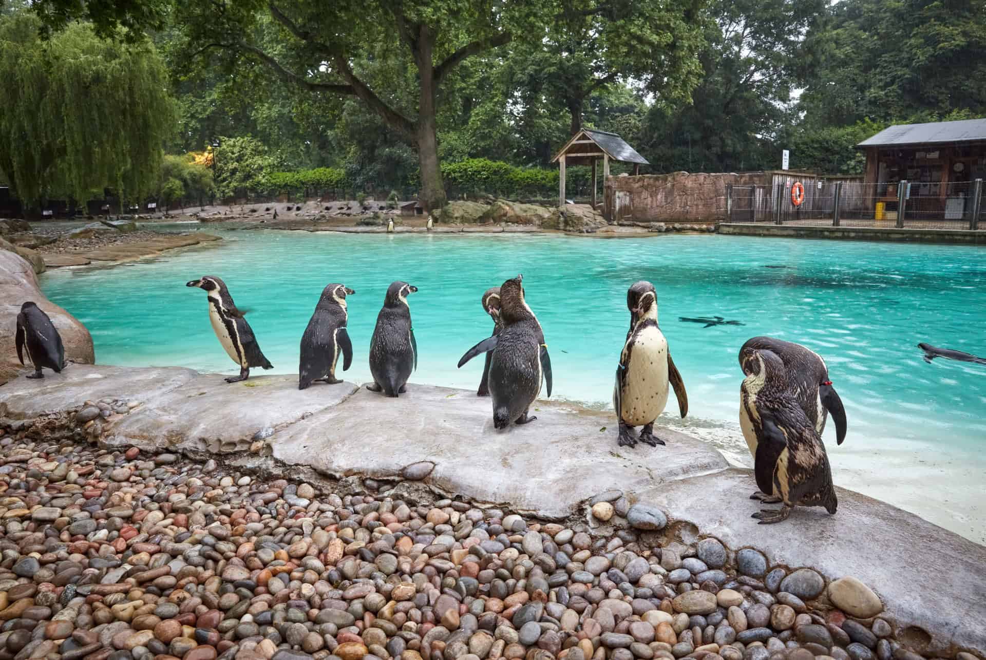 zoo de londres pingouin