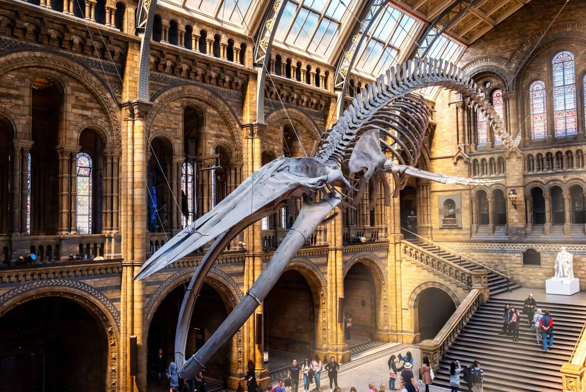 musee histoire naturelle a londre interieur