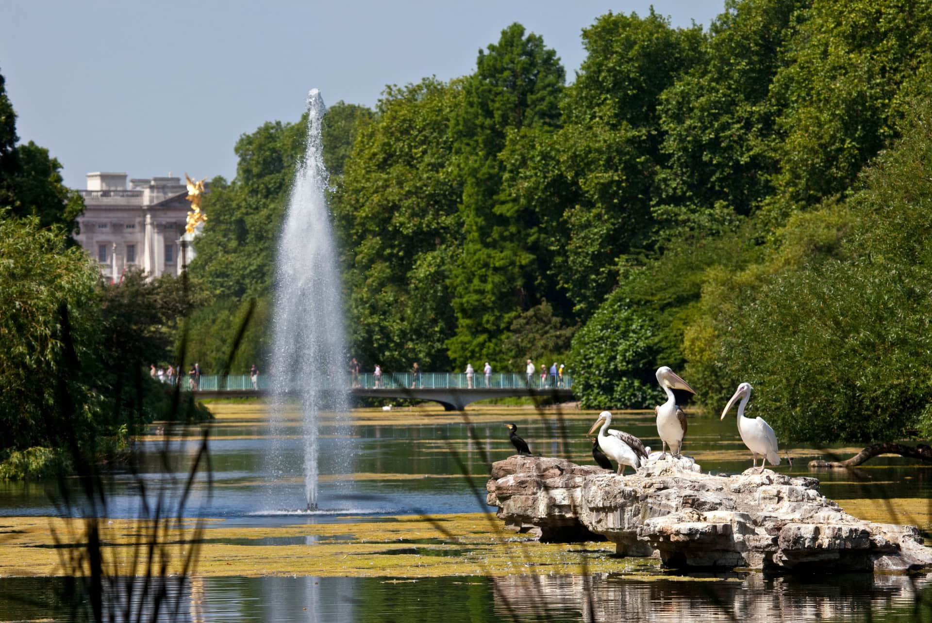 pelican londres pelican londres