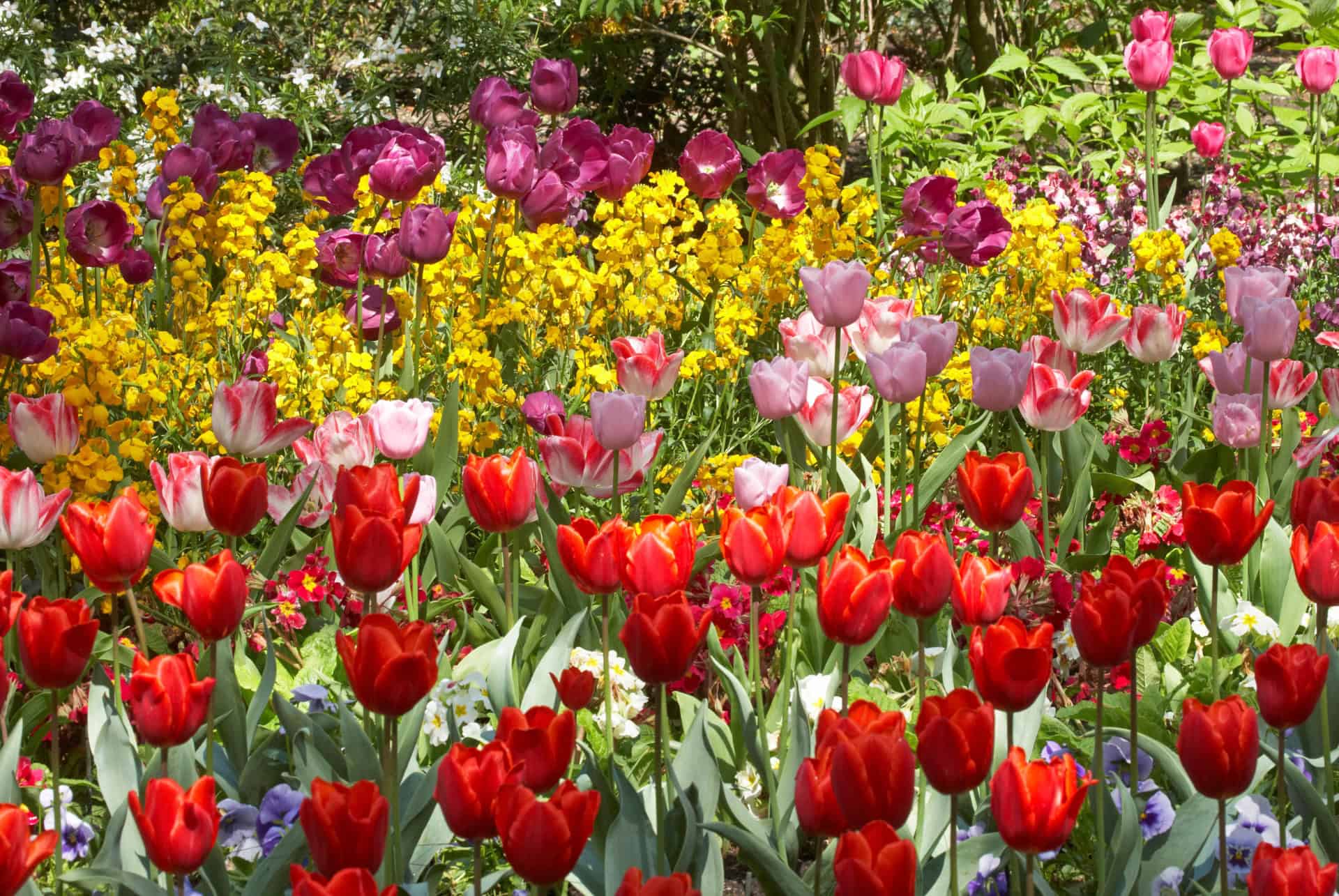tulipe st jamess park tulipe st jamess park