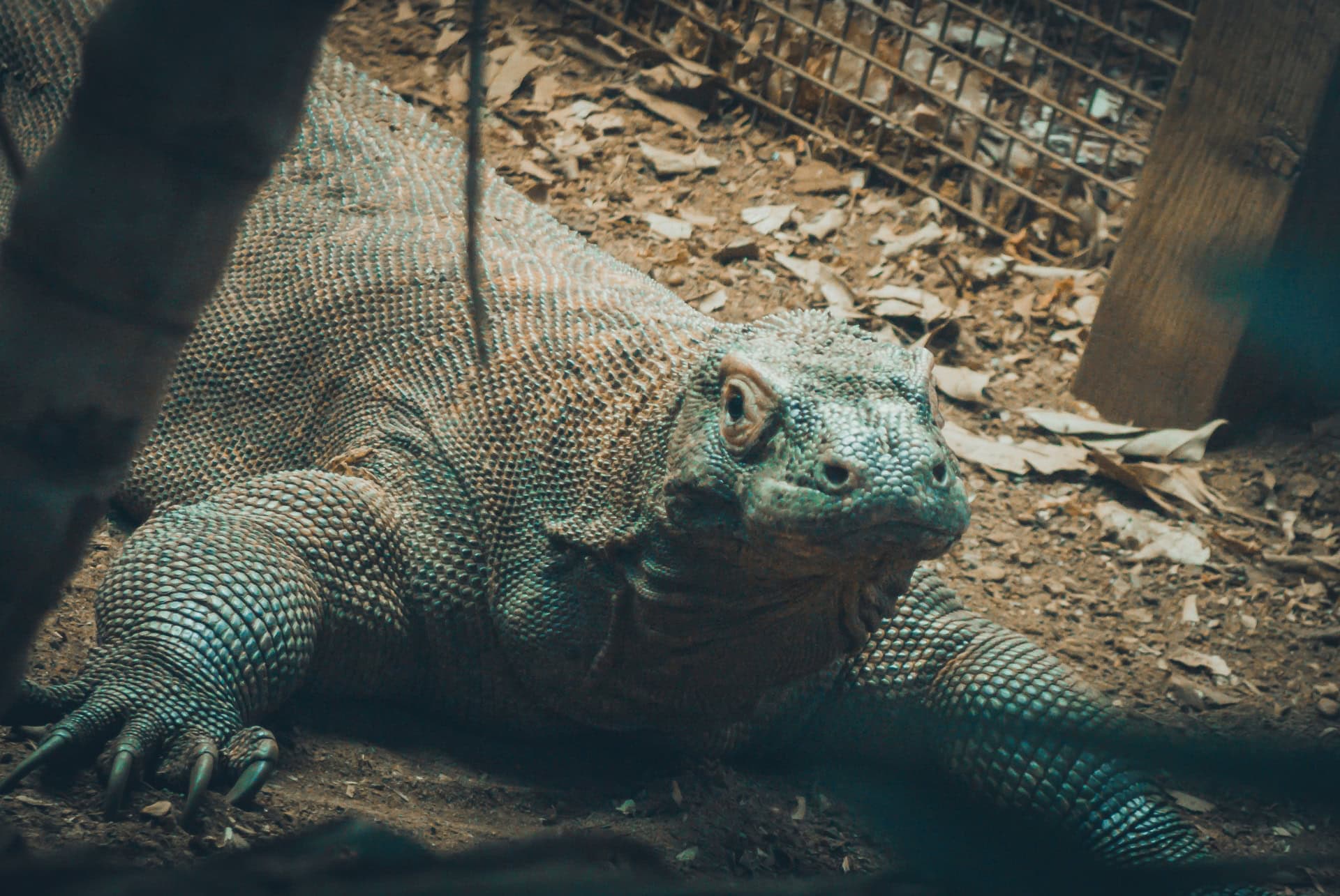 komodo dragon zoo londres komodo dragon zoo londres