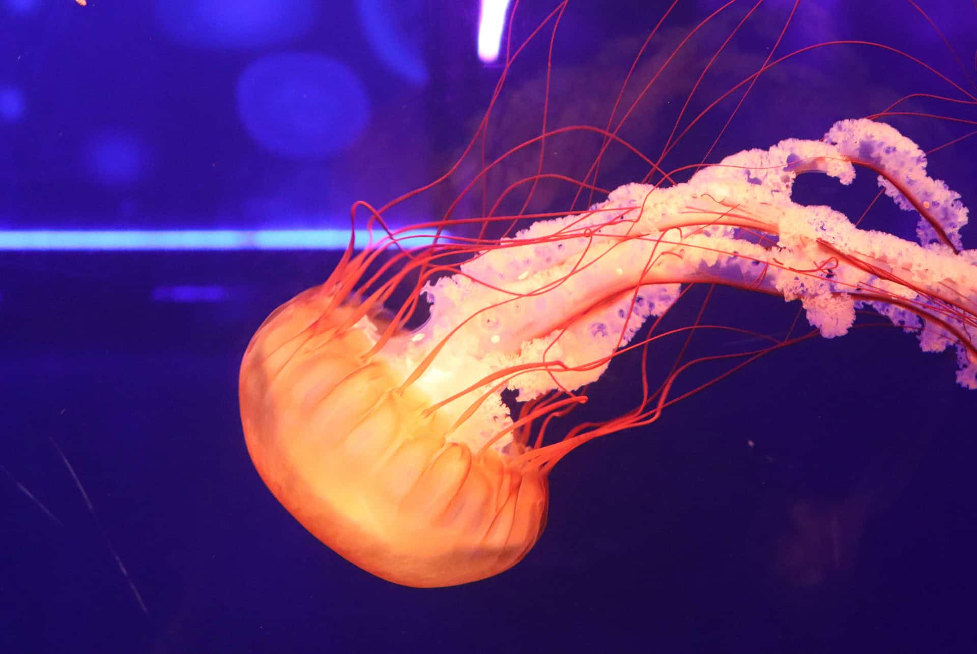 aquarium sea life london aquarium sea life london