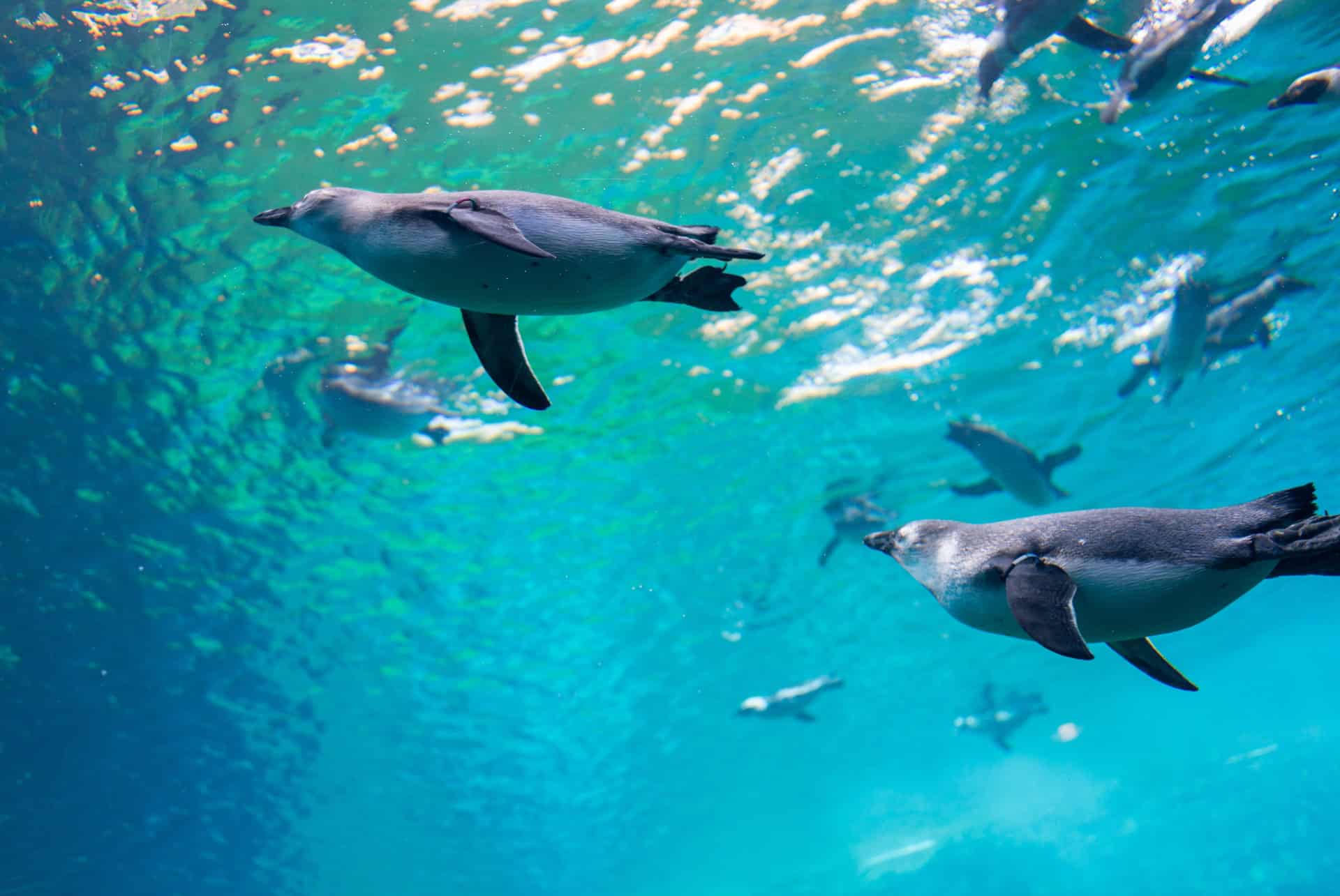 pingouin aquarium london pingouin aquarium london