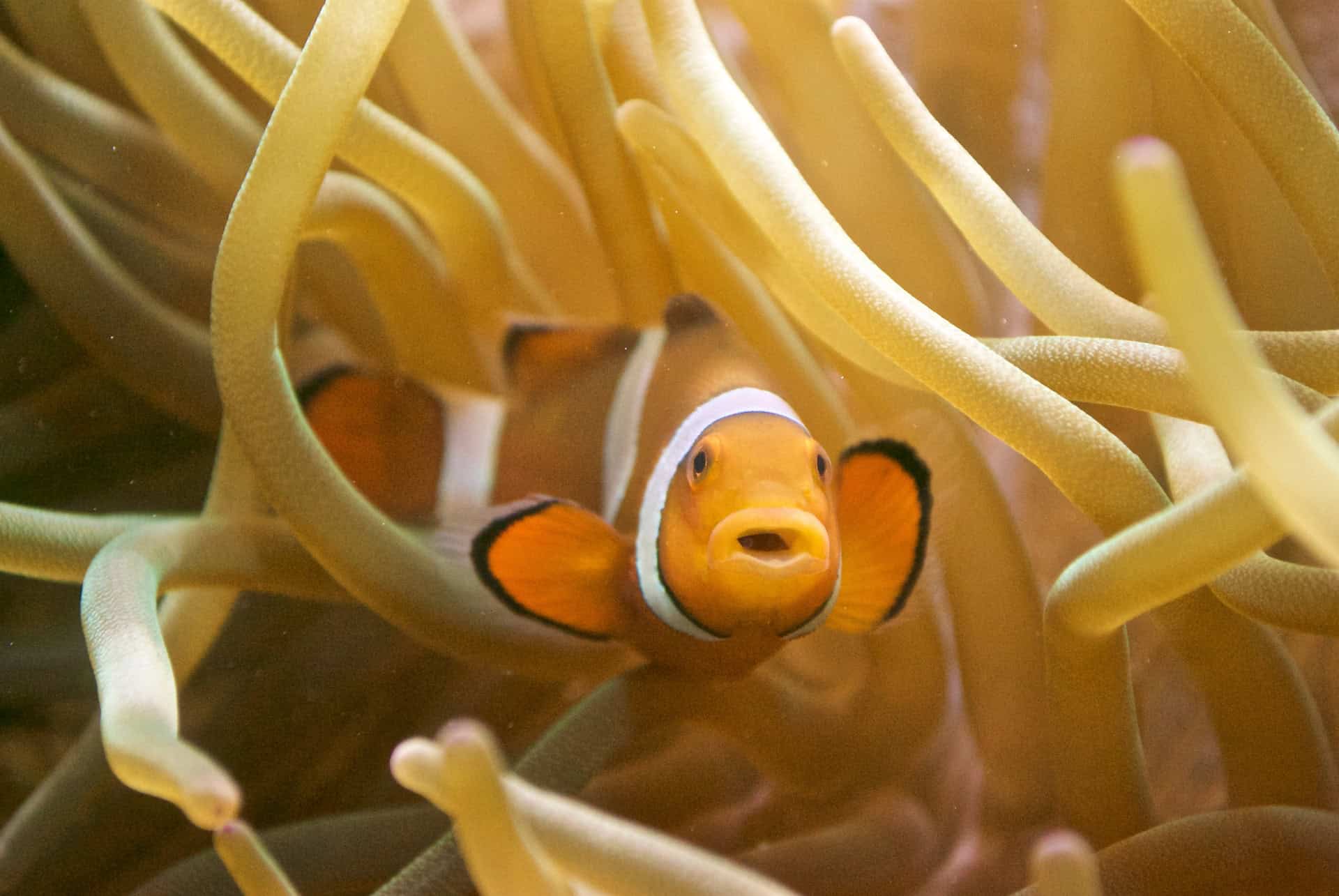 poisson clown sea life poisson clown sea life